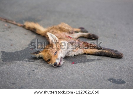 Dead fox with guts out on asphalt road after car accident. Fox was run over while crossing the street