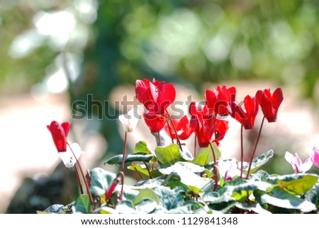 Red flower in winter season in thailand