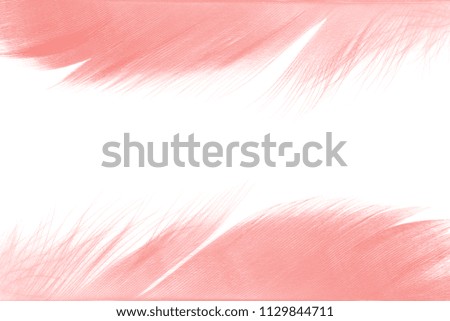 Beautiful frame coral pink vintage color trends feather pattern texture background