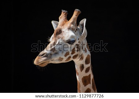 Giraffe face with black background