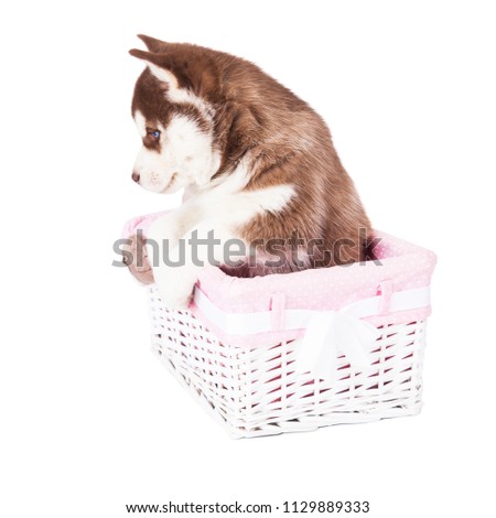 Puppy of a Siberian husky sitting in a basket in the studio, isolated on a white background.