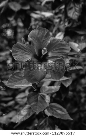 A monochrome image of a lonely flower