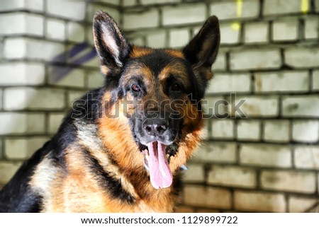 German shepherd dog near the brick wall in a day