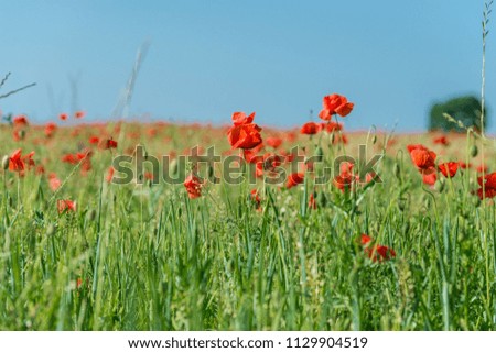 Poppies on a field in spring