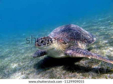 A large sea turtle under the water on the sea bed, overgrown with grass. Red Sea, Egypt.