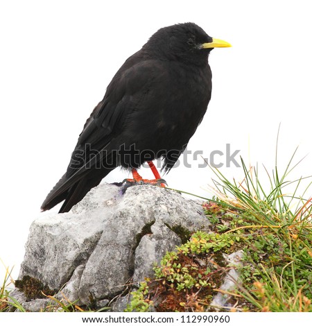 The Alpine Chough or Yellow-billed Chough (Pyrrhocorax graculus) isolated on a white background.