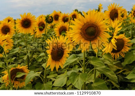 Yellow sunflower, field of blooming sunflower.
