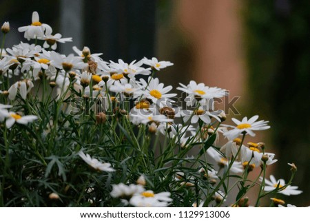 White daisy in sunlight