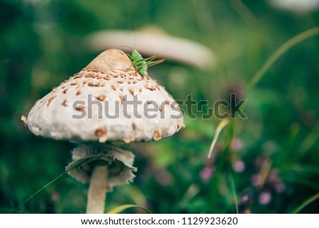 Beautiful edible parasol mushrooms in nature.