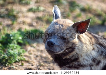 Tired hyena looks into the camera. Photo portrait of a wild animal.