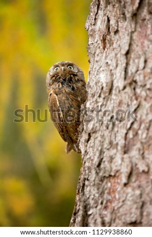 Eurasian scops owl (Otus scops), also known as the European scops owl or just scops owl, is a small owl. This species is a part of the larger grouping of owls known as typical owls