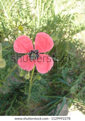 Beautiful Tender Blooming Pink Poppy Flower in the Mountains. Green Leaves. Bright Sunny Day. Smartphone Image 