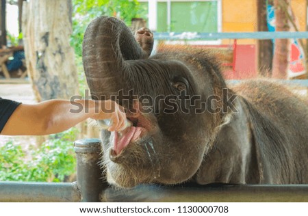 Hand feeding milk to baby elephant.