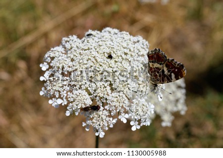 Limenitis populi - male butterfly on a milfoil flower