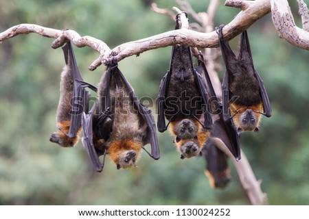 Group of Grey Headed Flying Foxes Hanging in the Trees Royalty-Free Stock Photo #1130024252