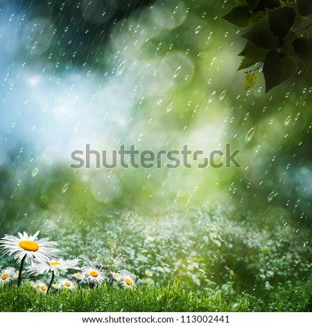 Daisy flowers under the sweet rain, natural backgrounds