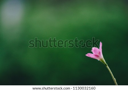 Soft focus and blur,Pink flowers are blooming beautifully in the middle of the rain, falling continuously in the rainy season on the background of blurred nature, green and rain in the morning.