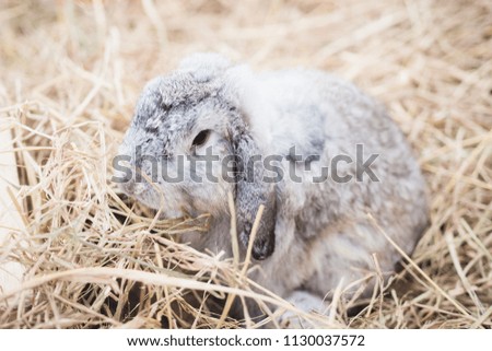ANIMAL / PET : adorable gray Lop-Eared rabbit on dry rice straw