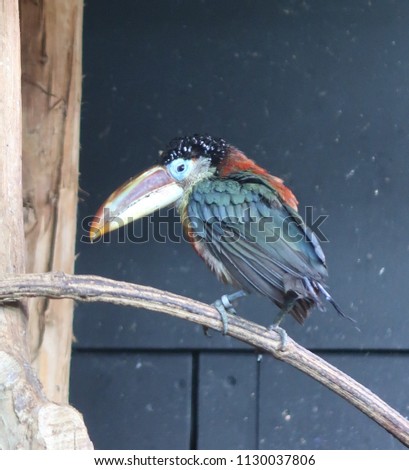 Curl-crested aracari (Pteroglossus beauharnaesii) also known as the curly-crested aracari or curl-crested araçari