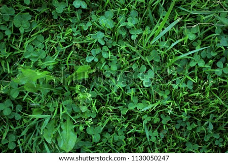 Texture of green grass. Dandelion leaves, clover. Summer background.