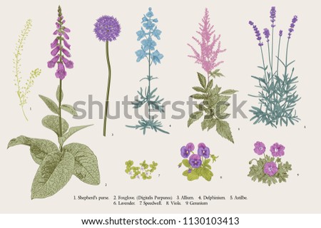 Set garden flowers. Classical botanical illustration. Blue, violet, pink, purple flowers Royalty-Free Stock Photo #1130103413