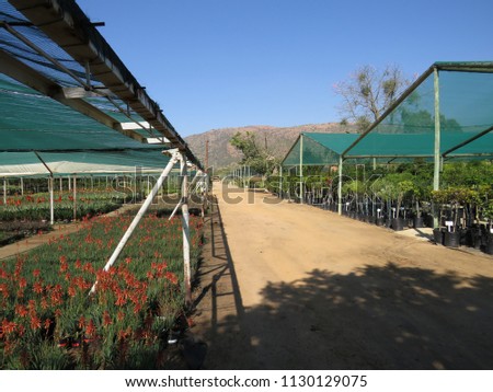 Plants underneath shade nets.