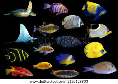 Underwater coral reef fishes 