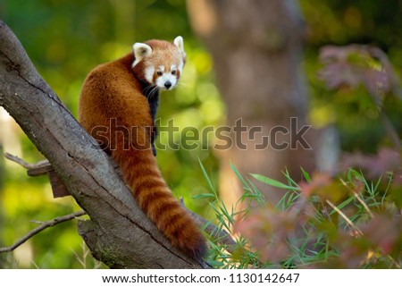 The red panda (Ailurus fulgens), also called the lesser panda, the red bear-cat, and the red cat-bear, is a mammal native to the eastern Himalayas and southwestern China