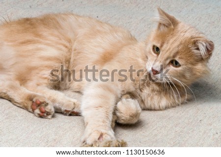 the cat plays with a rope