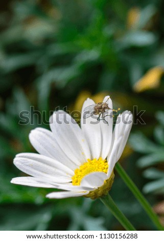 Color outdoor animal macro image of a single isolated fly, pollen on its legs sitting on a white yellow blooming marguerite/daisy blossom in bright sunshine,natural blurred background,summer or spring
