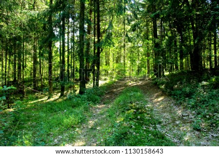 Footpath in a forest in Latvia, sunny day