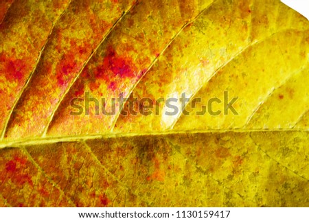 Leave the surface  seamless pattern. autumn leave for background . Leave color change.