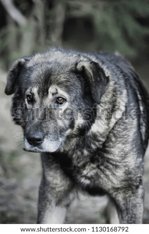 portrait of dog gray mongrel
