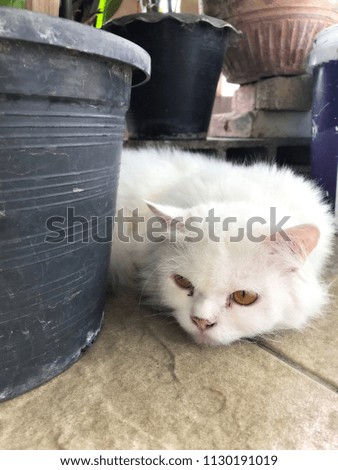 Selective focus of Persian white cat in yellow eye