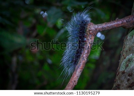 Slug furry black hairy caterpillar in forest. Worm climb on tree