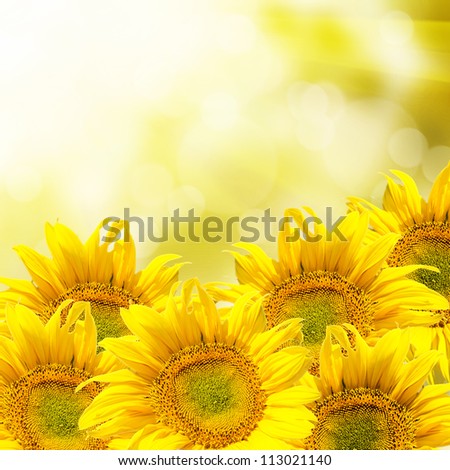 Abstract background with sunflowers and sunlight