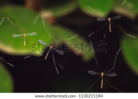 males Daddy Long Legs Crane Flies perform a marriage ritual, hang on a spider web