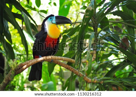 Colorful toucan sitting on the branch in rainforest