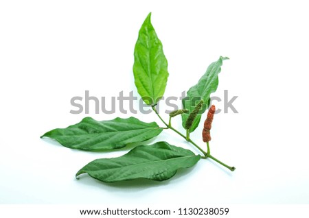Long pepper on the white background.