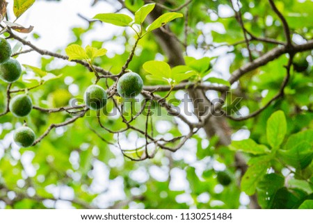 The avocado (Persea americana) is a tree that is native to South Central Mexico, classified as a member of the flowering plant family Lauraceae