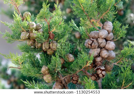 Cupressus sempervirens, plant with cones Royalty-Free Stock Photo #1130254553
