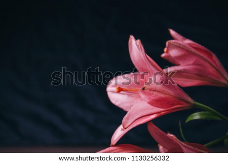 a branch of a lily in the rays of light on a black background. gentle pink flower. the outlines of a flower on an atmospheric dark photo. flowers for a holiday, advertising, gift