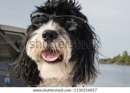 Cute black and white dog wearing sunglasses on a boat on a sunny day