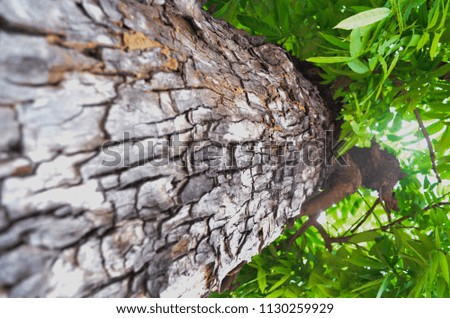dry tree bark texture background. texture of bark wood use as natural background. Background texture of tree bark. Skin the bark of a tree that traces cracking.