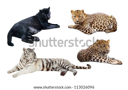 Set of lying big wild cats. Isolated  over white background with shade