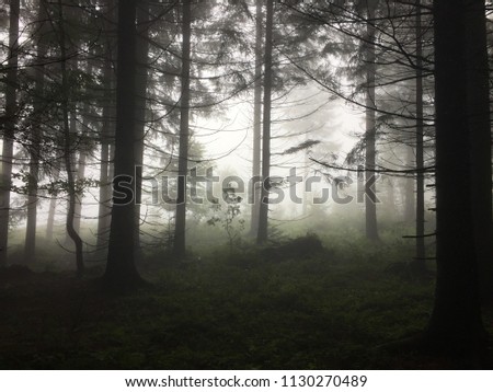 Spooky dark and misty forest with spruce and fir trees, Black Forest, germany