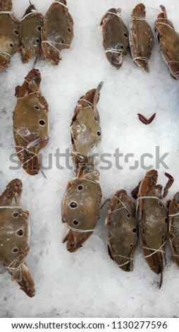 beautiful picture of three-spot swimming crab (Portunus sanguinolentus) in Thai market