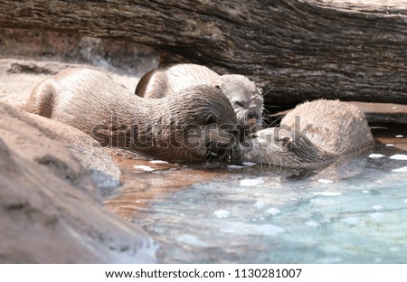 Close up of Oriental Short Clawed Otters