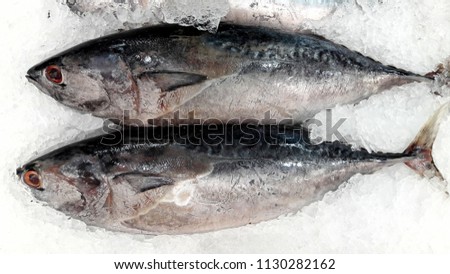 beautiful picture of skipjack tuna (Katsuwonus pelamis) in Thai market