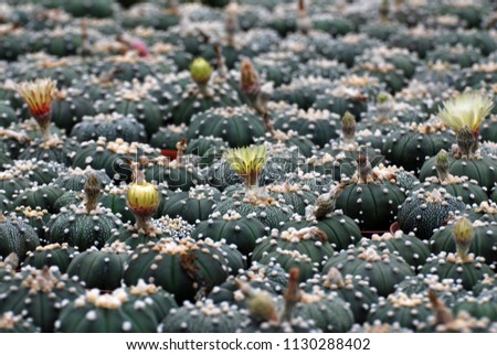 Green Cactus Pot or call Astrophytum asterias at Cactus farm minimalist patterns. Houseplant gardening backdrop and beautiful detail